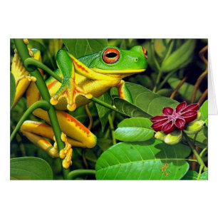 Grenouille des arbres
