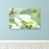 Grenouille européenne en toile verte (Insitu (Plancher de Bois))