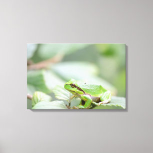 Grenouille européenne en toile verte