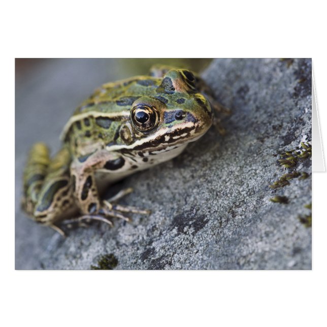 Grenouille léopard du nord, Île transparente, (Devant horizontal)