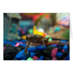 Grenouille naine africaine