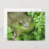 Grenouille sur carte postale Marsh (Devant / Derrière)