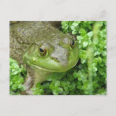 Grenouille sur carte postale Marsh (Devant)