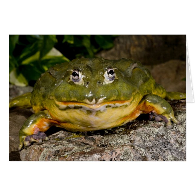 Grenouille-taureau africaine, Pyxicephalus (Devant horizontal)