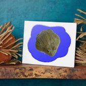 Grenouille taureau dans la plaque de l'étang (Côté)