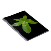 Grenouille verte à feuilles de raisin, Carnet (Côté Droit)