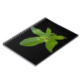 Grenouille verte à feuilles de raisin, Carnet (Côté gauche)
