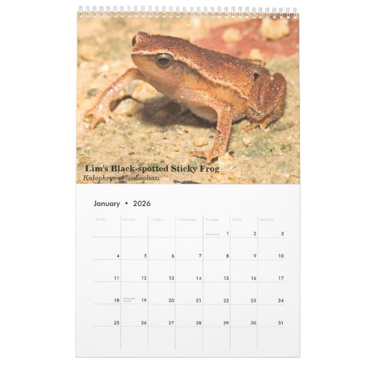 Grenouilles de Singapour Calendrier 2017 (Jan 2026)