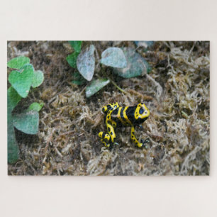 Grenouilles tropicales. Puzzle
