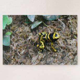 Grenouilles tropicales. Puzzle
