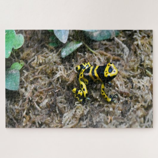 Grenouilles tropicales. Puzzle (Horizontal)