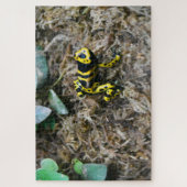 Grenouilles tropicales. Puzzle (Vertical)