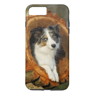 Grens Collie Blue Merle Dog, celfonecase iPhone 8 Plus / 7 Plus Hoesje