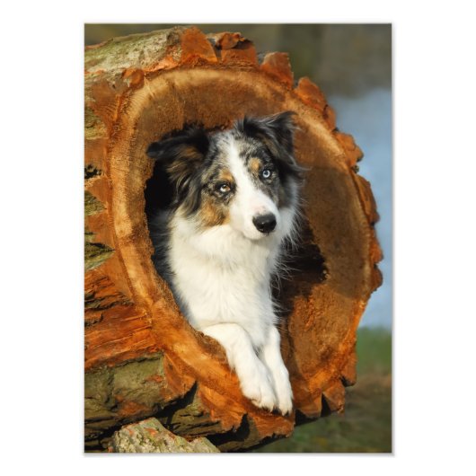 Grens Collie Blue Merle Dog - Paperprint Foto Afdruk (Voorkant)