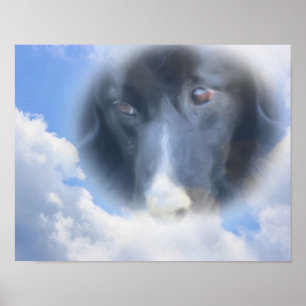Grens Collie Eyes Blue Sky Dog Art Poster
