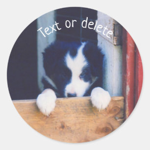 Grens Collie Puppy Dog Persoonlijk Ronde Sticker