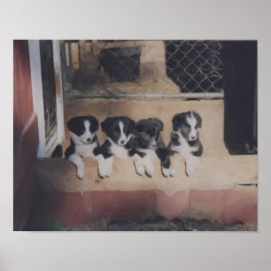 Grens Collie Puppy Litter Oil Painting Poster