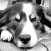 GRENSCOLLIE Case-Mate iPhone CASE