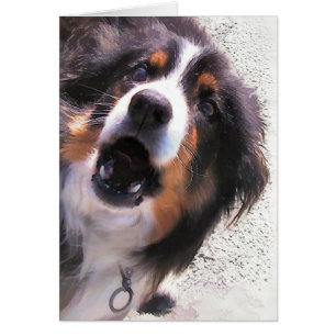 GRENSCOLLIE DOG-kaart