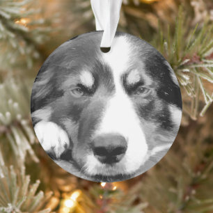 GRENSCOLLIE ORNAMENT