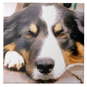 GRENSCOLLIE TEGELTJE