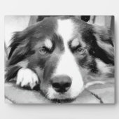 GRENSCOLLIES FOTOPLAAT (Voorkant)