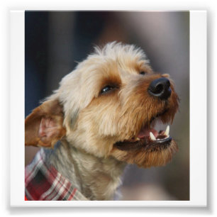 Grensoverschrijdend Foto Afdruk