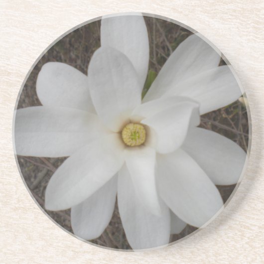 Grès Dessous de verre en fleurs de Magnolia blanche (Devant)
