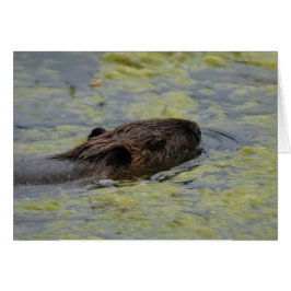 Greting Card "Nutria Swimming"