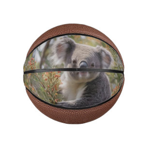 Grevillea Koala Beer, Basketbal