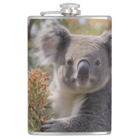 Grevillea Koala Beer,