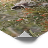 Grevillea Koala Beer, Poster (Hoek)