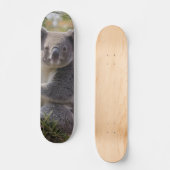 Grevillea Koala Beer, Skateboard (Voorkant)