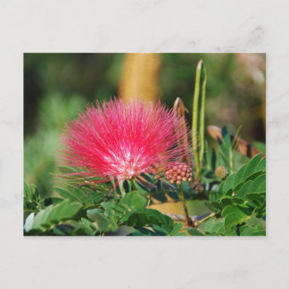 Grevillia Briefkaart