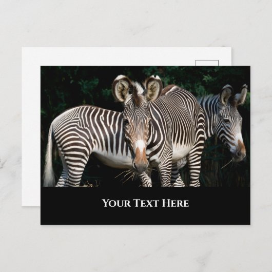 Grevy's Zebras Briefkaart (Voorkant / Achterkant)