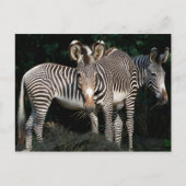 Grevy's Zebras Briefkaart (Voorkant)