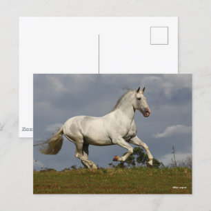 Grey Andalucian Stallion die tegen Sky loopt Briefkaart