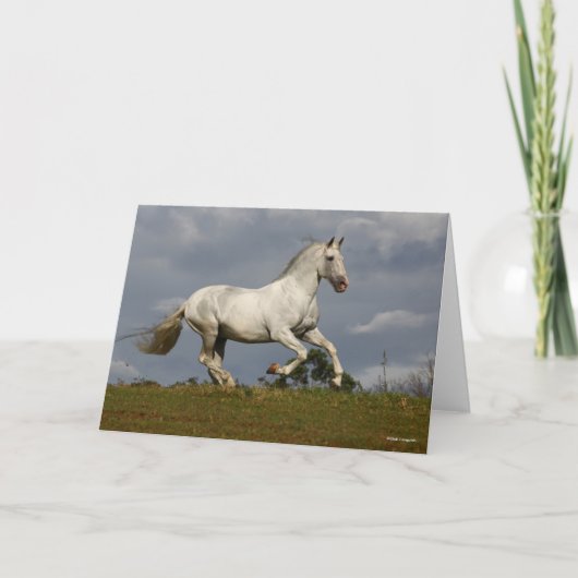 Grey Andalucian Stallion die tegen Sky loopt Kaart (Voorkant)