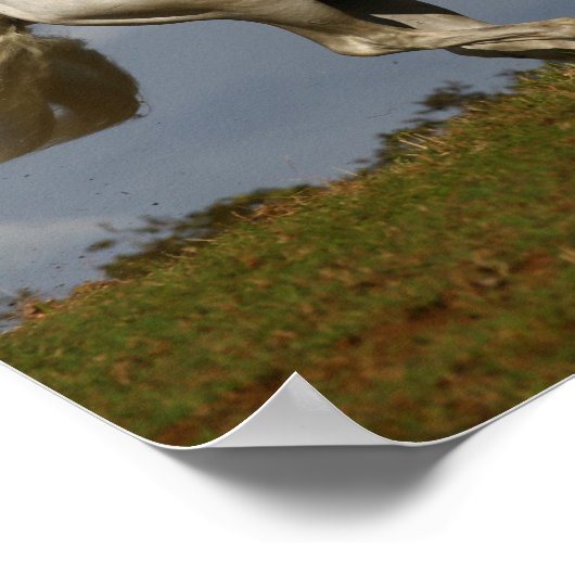 Grey Andalucian Stallion die tegen Sky loopt Poster (Hoek)