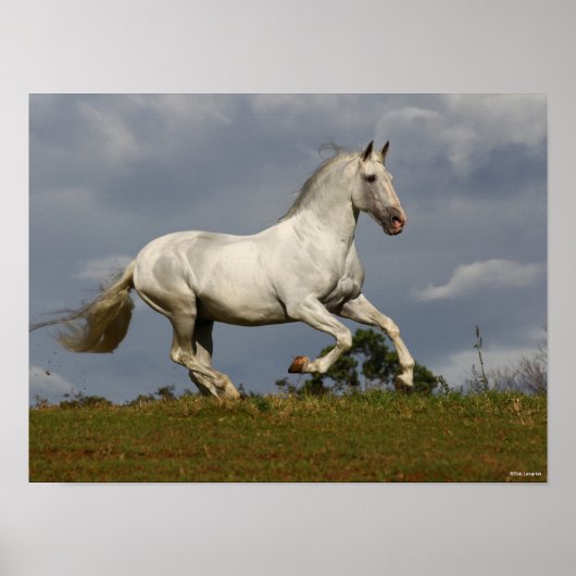 Grey Andalucian Stallion die tegen Sky loopt Poster (Voorkant)