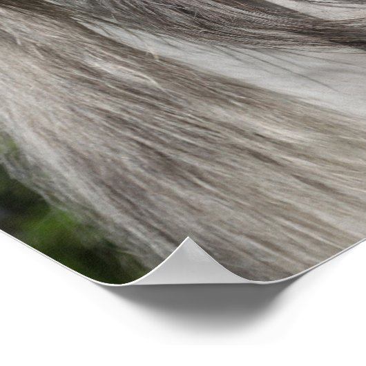 Grey Andalucian Stallion Headshot Long Mane Poster (Hoek)