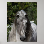 Grey Andalucian Stallion Headshot Long Mane Poster (Voorkant)