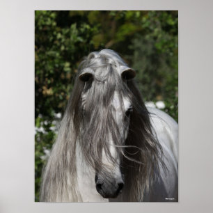 Grey Andalucian Stallion Headshot Long Mane Poster
