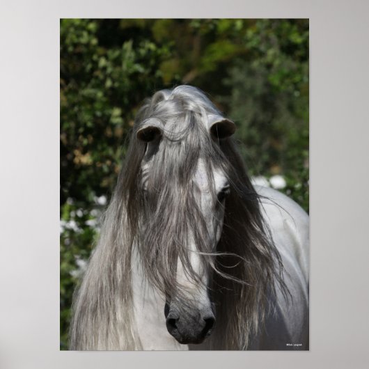 Grey Andalucian Stallion Headshot Long Mane Poster (Voorkant)