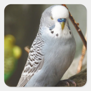 Grey Budgie Bird Vierkante Sticker