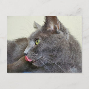 Grey cat briefkaart