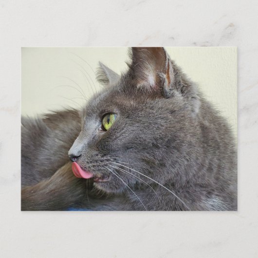 Grey cat briefkaart (Voorkant)