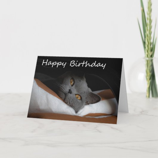 Grey Cat Happy Birthday Kaart (Voorkant)