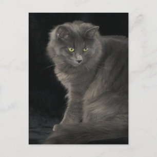Grey Cat Long Hair Russisch Blauw Kat Kitten Cute Briefkaart