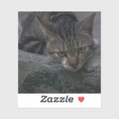 Grey Cat Looking Sticker (Vel)